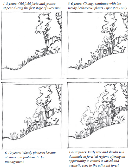 illustration of 4 stages of succession on unmowed roadsides