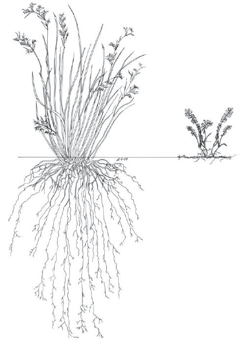 illustration of soil root comparison of two erosion control plants.