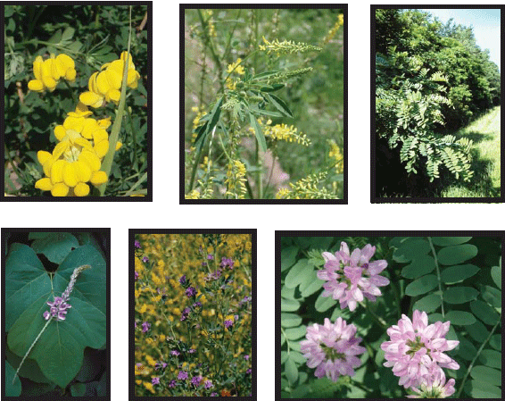 photo of fast growing legumes