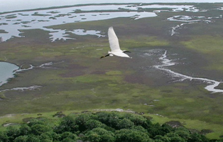 Photo of wetlands with a white Egret in mid-flight