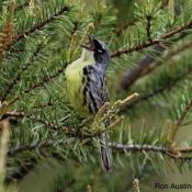 Picture of a bird in a tree