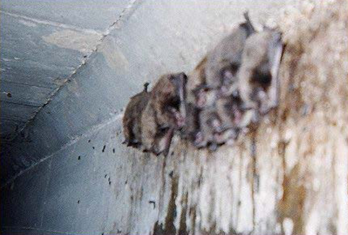 photo of bats hanging along a concrete support beam