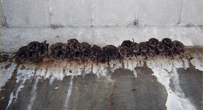 photo of dozen of bats roosting on the underside of a bridge and associated staining