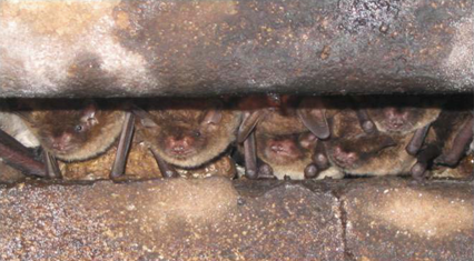 photo of bats facing out of a bridge expansion joint