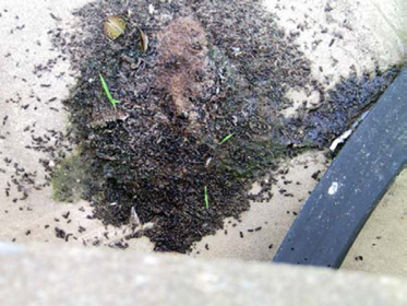 photo of a large pile of bat guana