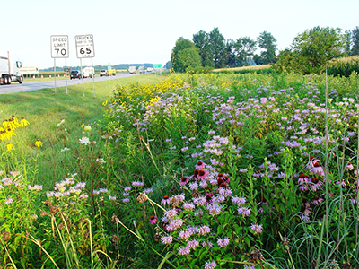 photograph of a large section of an Indiana highway roadside covered with a variety of blooming wildflowers