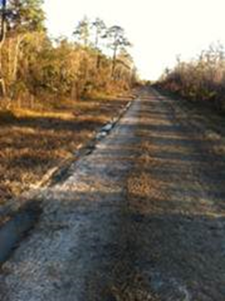 photograph of an unpaved road in the Alligator River National Wildlife Refuge