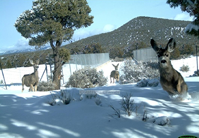 Photograph of three mule deer running in the snow after having traversed a wildlife crossing near Beaver, Utah