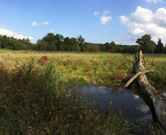 photograph of a Maryland wetland