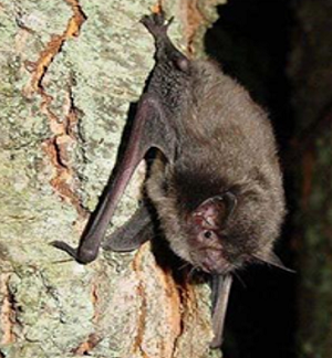 photo of an Indiana bat