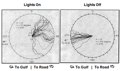 Two diagrams that compare the hatchling tracks with overhead lights on and overhead lights off. With lights on, the hatchlings meander towards the road. With lights off, the hatchlings head directly in the opposite direction, toward the gulf.