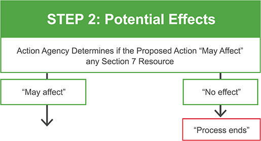 Flowchart of Step 2: Potential Effects - Action Agency Determines if the Proposed Action “May Affect” any Section 7 Resource - If “No effect”, then “Process ends.” If it “May Affect,” go to Step 3.