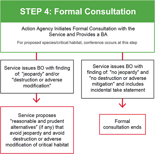 Flowchart of Step 4: Action Agency Initiates Formal Consultation with the Service and Provides a BA (For proposed species/critical habitat, conference occurs at this step) - If Service issues BO with finding of: “no jeopardy” and “no destruction or adverse mitigation” and includes incidental take statement, the formal consultation ends. If Service issues BO with finding of:“jeopardy” and/or “destruction or adverse modification,” then Service proposes “reasonable and prudent alternatives” (if any) that avoid destruction or adverse modification of critical habitat.