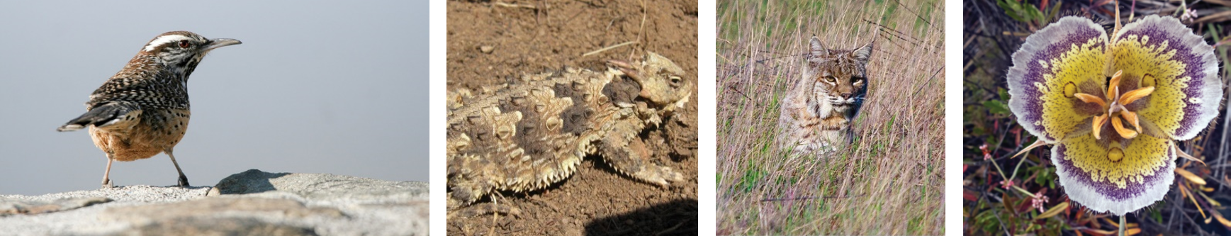 a cactus wren, a coast horned lizard, a bobcat, and an intermediate Mariposa lily