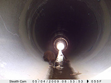 Stealth camera photograph of a beaver passing through the Flagg Meadow Road culvert