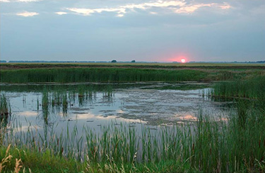 Photograph of a healthy wetland mitigation bank, with the sun setting in the distance