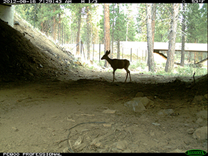Photograph of a mule deer passing through an undercrossing structure