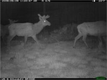 Night vision photograph of deer at US 6 Gilluley Bridge